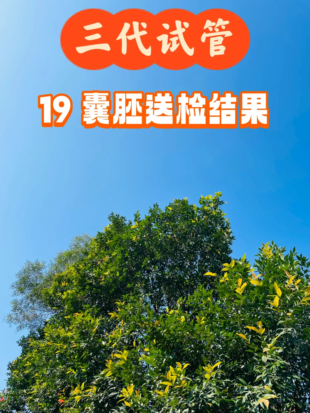 终于等到你！三代试管-19 囊胚送检结果,哪家代孕公司可靠